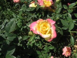 Bees Knees photo camerajune122007012.jpg